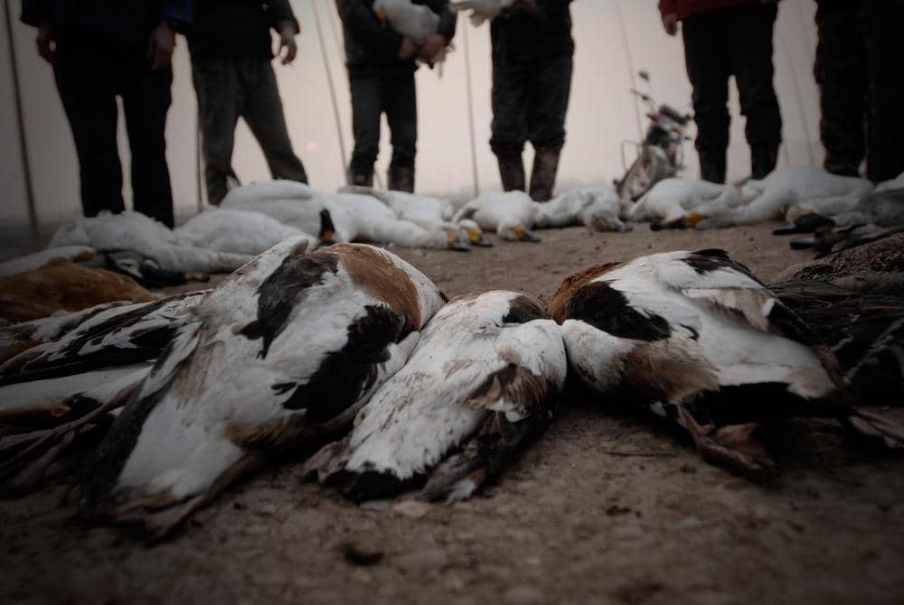 Ratusan Angsa Mati Massal di Danau Hongtu, Mongolia. Apa Penyebabnya?