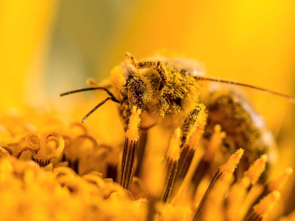 businessinsider.co.id