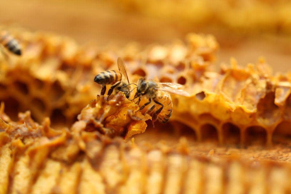 animals.nationalgeographic.com