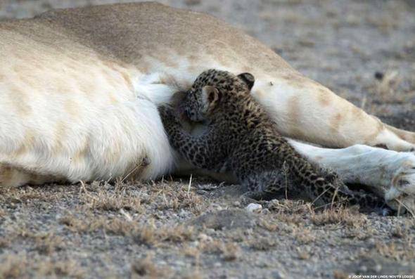 Joop Van Der Linde, Ndutu Lodge/National Geographic