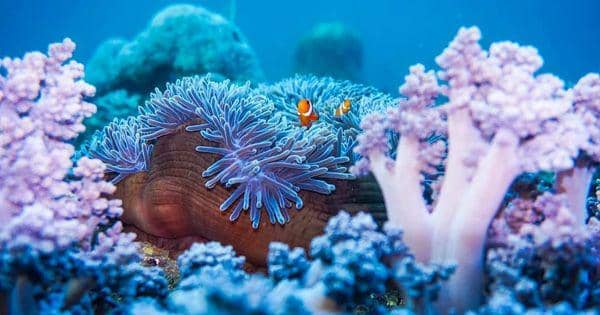 instagram.com/bangsringunderwater