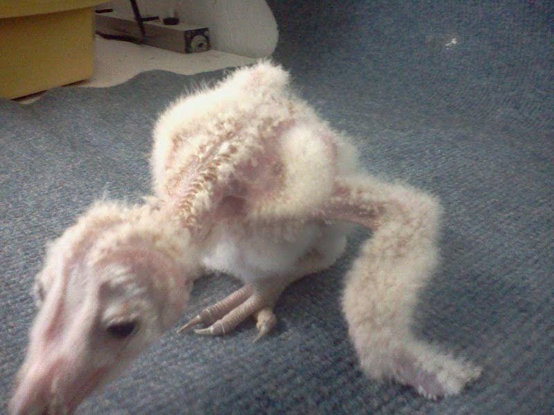 world-bird-sanctuary.blogspot.sg