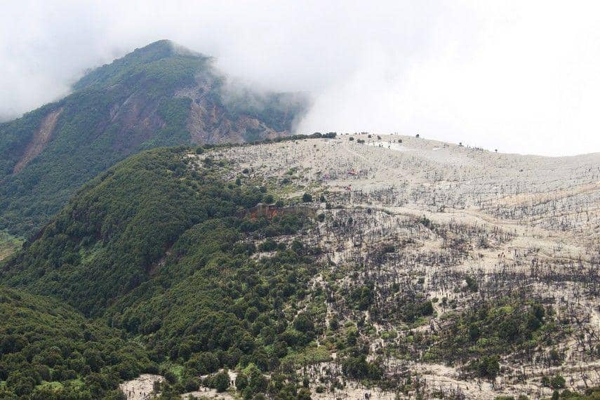 hutan mati papandayan