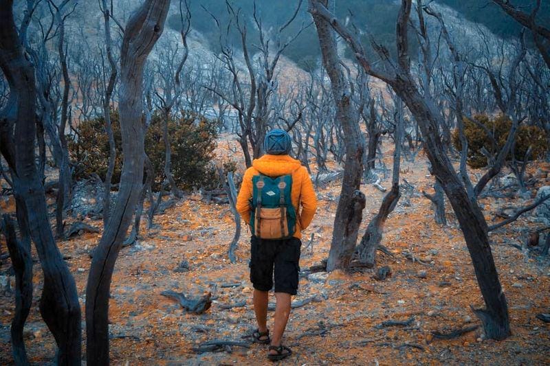 Hutan Mati Gunung Papandayan, Garut