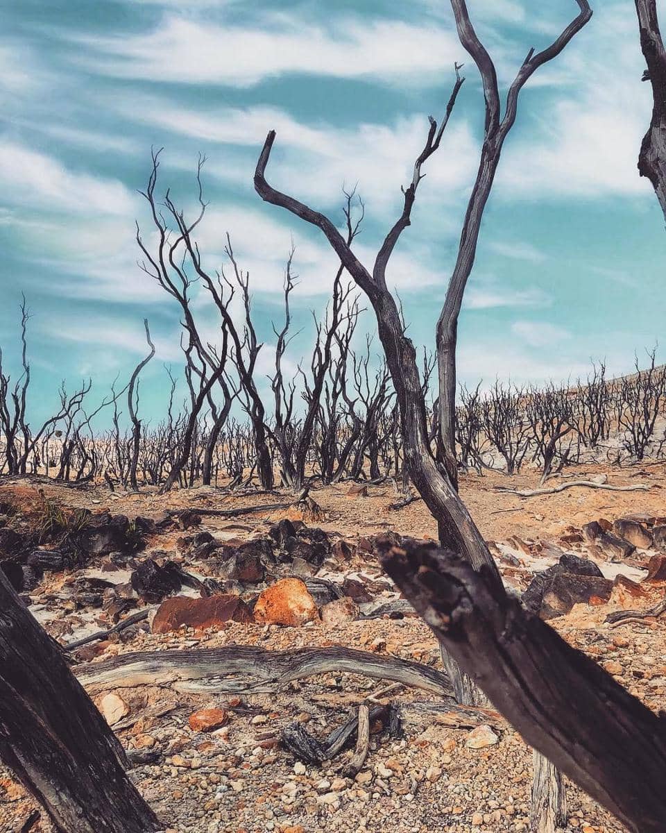 Hutan mati Papandayan