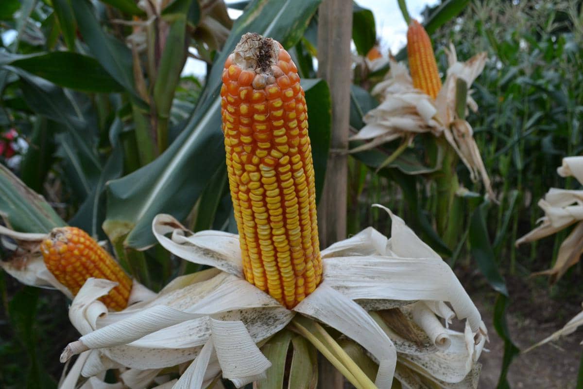 Salah satu tanaman jagung di Banyuwangi Agroexpo 2018