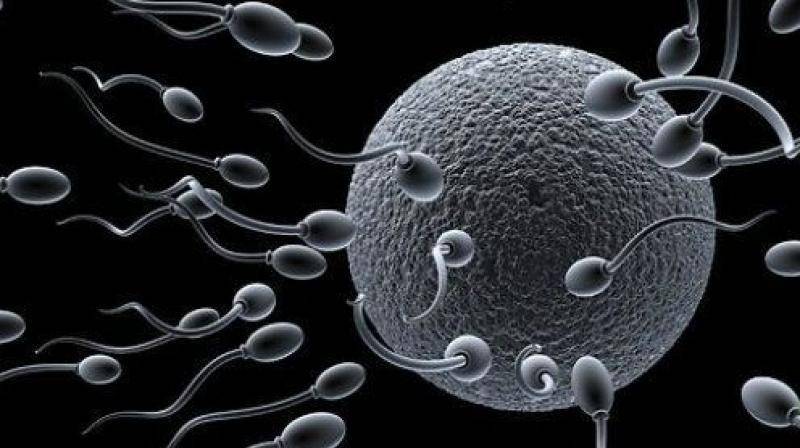 Sperma dan Sel Telur