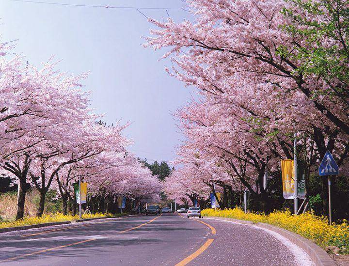 sakura di jeju