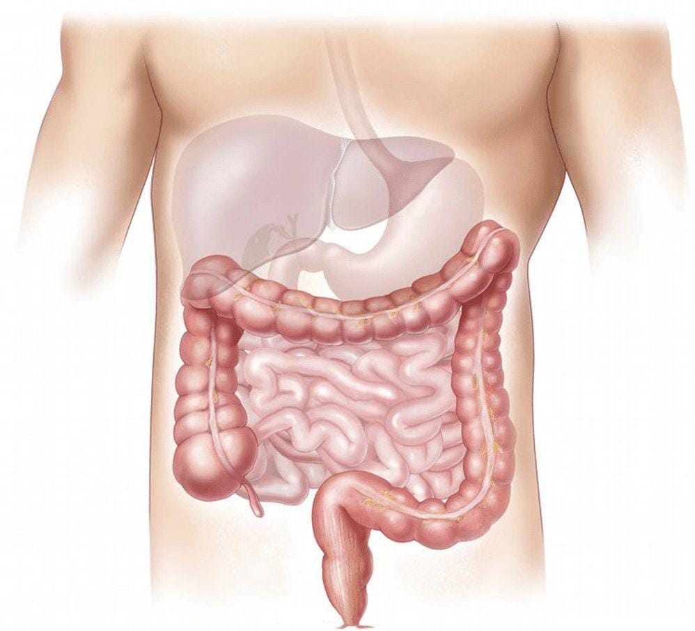 Saluran pencernaan usus