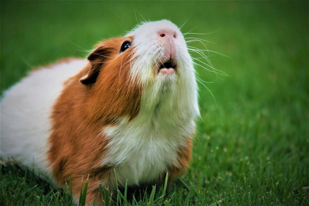 guinea pig marmot