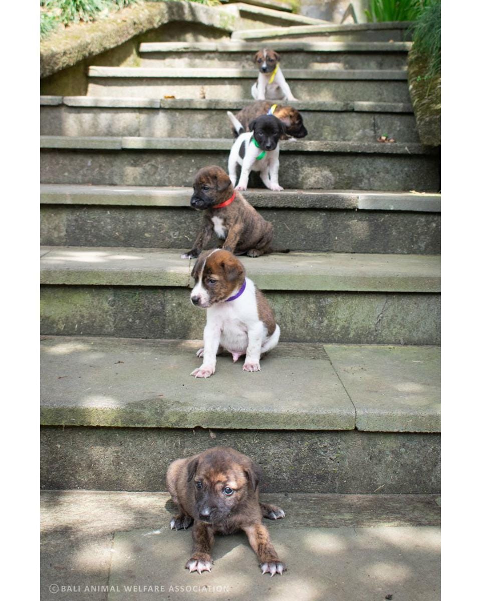 Anjing rabies di Bali