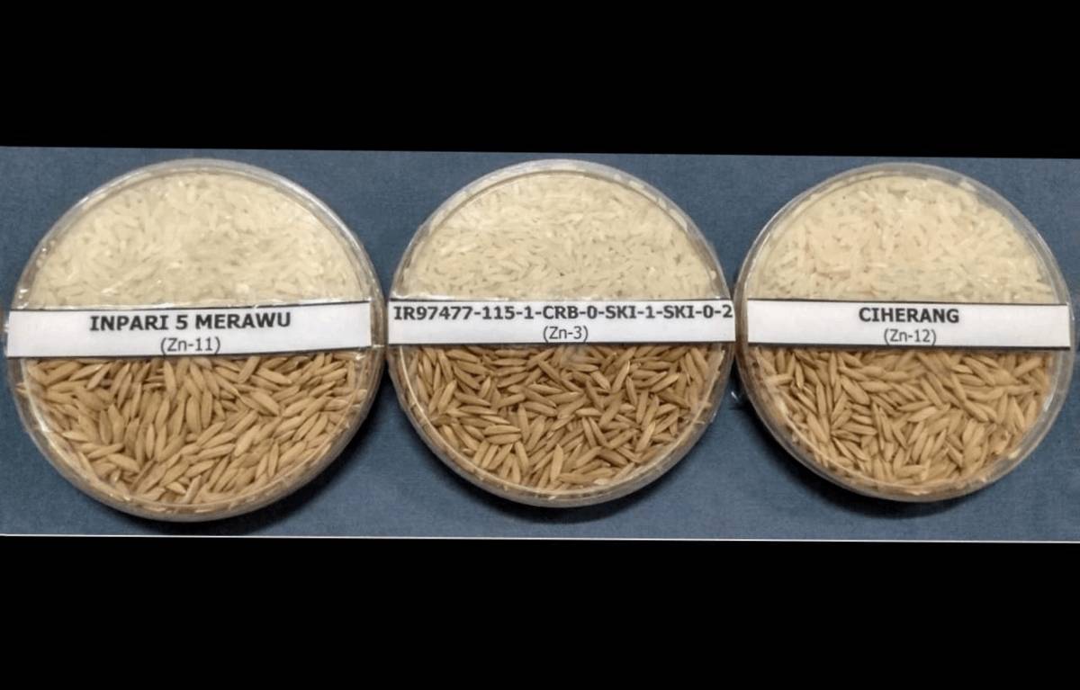 Gabah dan beras galur IR97477-115-1-CRB-0-SKI-1-SKI-0-2 (Inpari 46 Nutri Zinc), serta varietas pembanding.