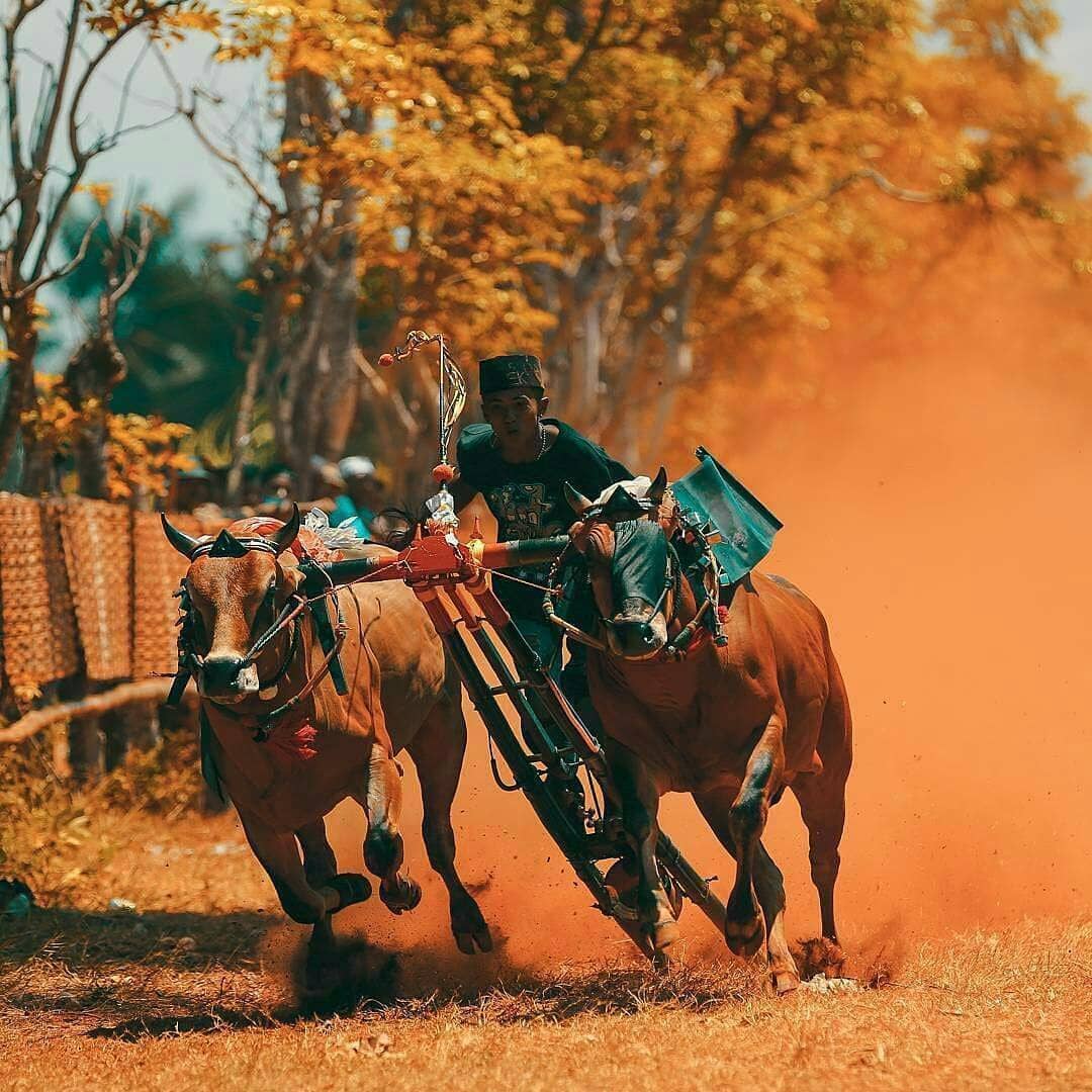 Karapan Sapi, Madura, Jawa Timur