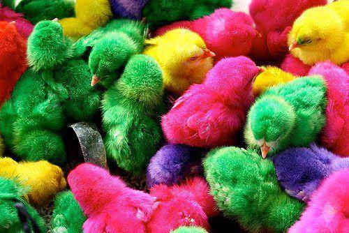 Anak ayam warna-warni, hits saat anak 90-an SD