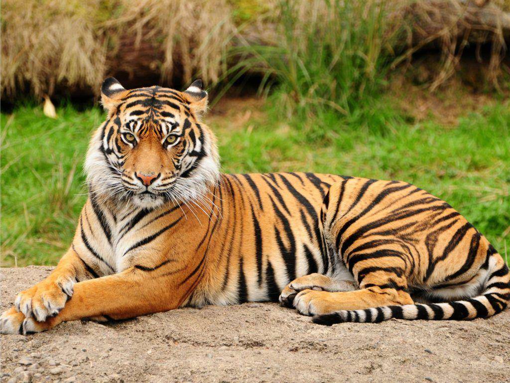 leuserconservation.org