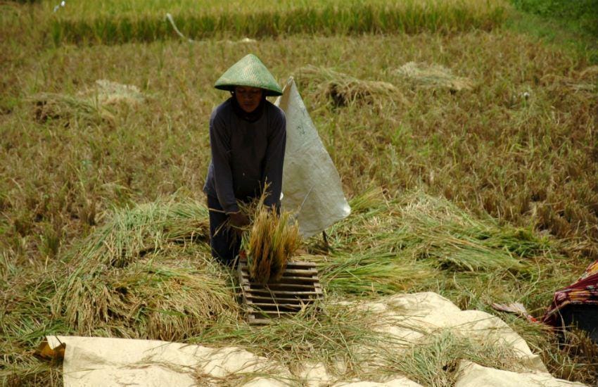 Petani panen padi