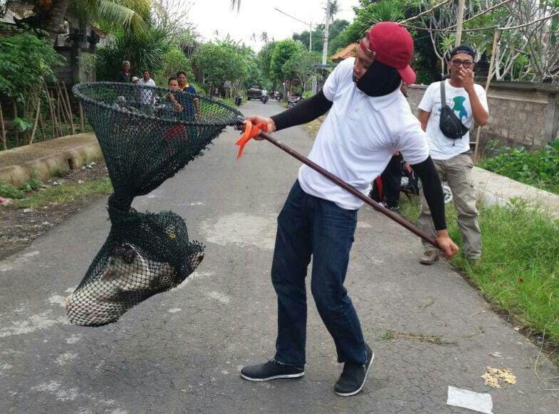 Anjing rabies di Klungkung