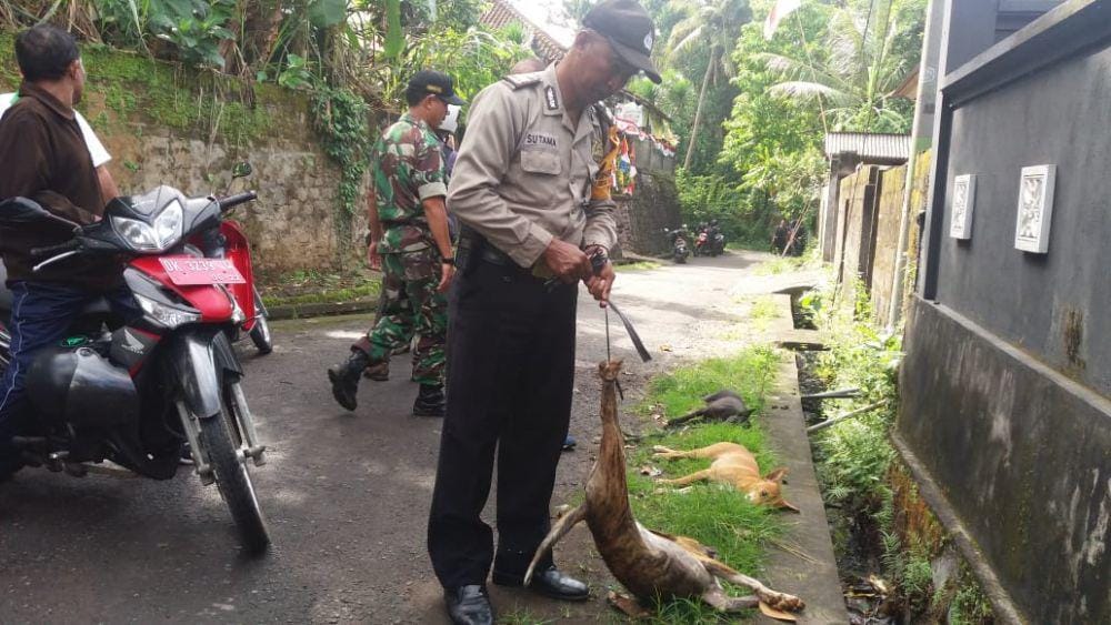 Anjing rabies di Klungkung
