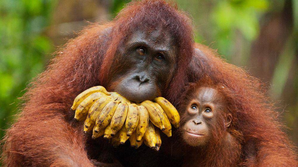 Orangutan