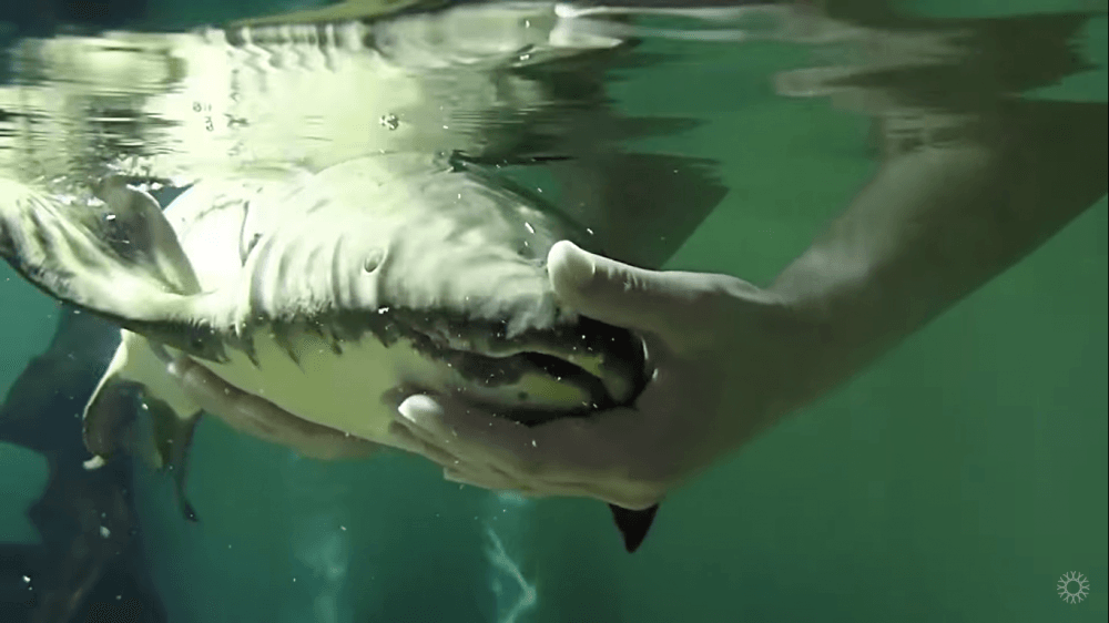 youtube.com/California Academy of Sciences