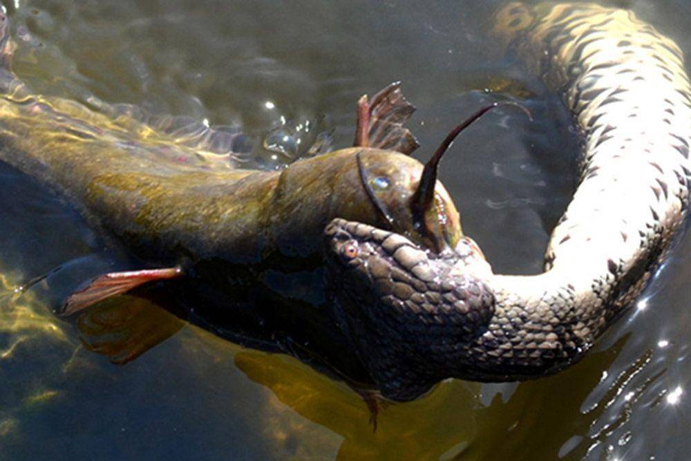 bayouwoman.com