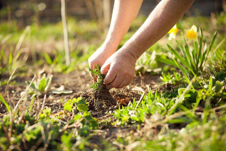 https://www.thompson-morgan.com/how-to-grow-potatoes-in-the-ground
