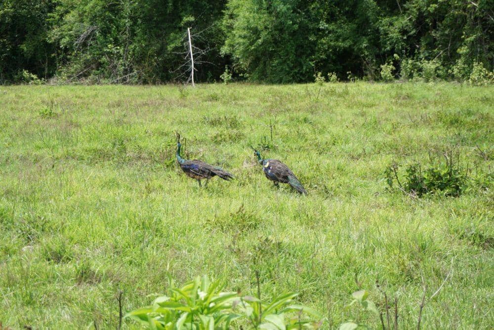 IDN Times/Mohamad Ulil Albab