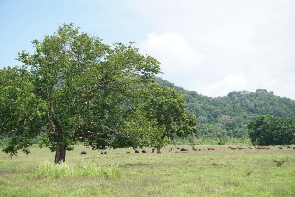 Satwa banteng liar di Taman Nasional Alas Purwo. IDN Times/Mohamad Ulil Albab