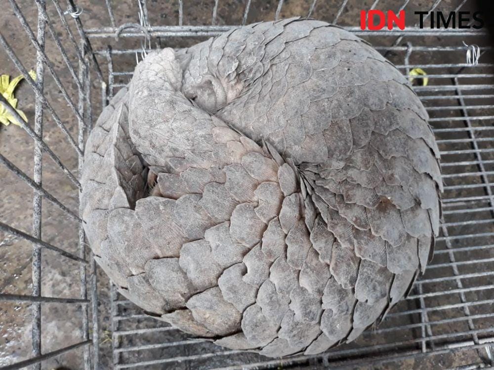 IDN Times/Imam Rosidin