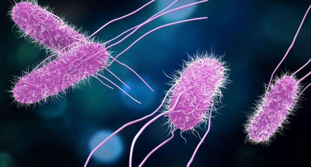 gutmicrobiotaforhealth.com