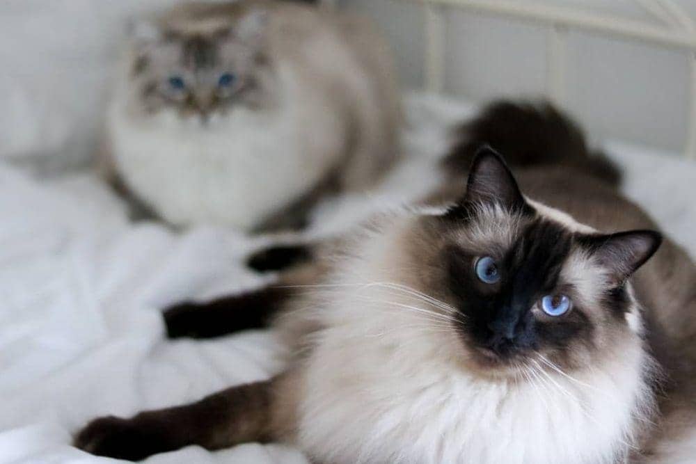 Instagram.com/ragdollgino