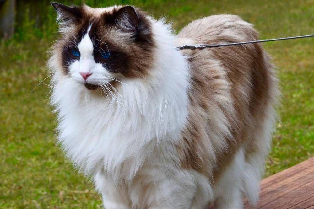 Instagram.com/ragdolls_miloandcleo