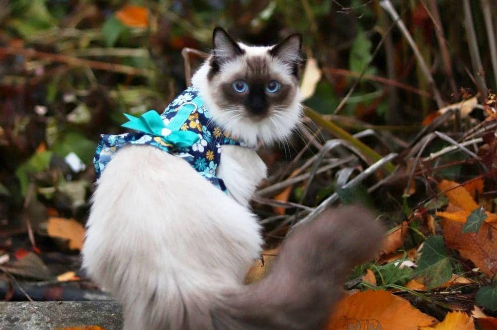 Instagram.com/jojotheragdollcat