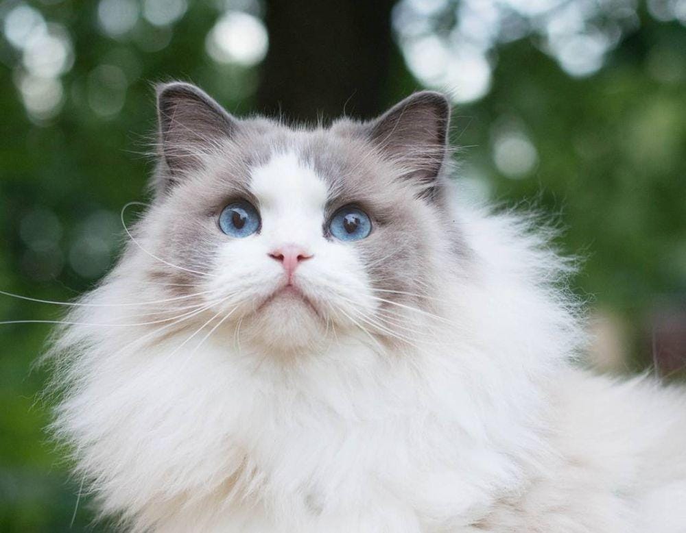 instagram.com/aurorapurr