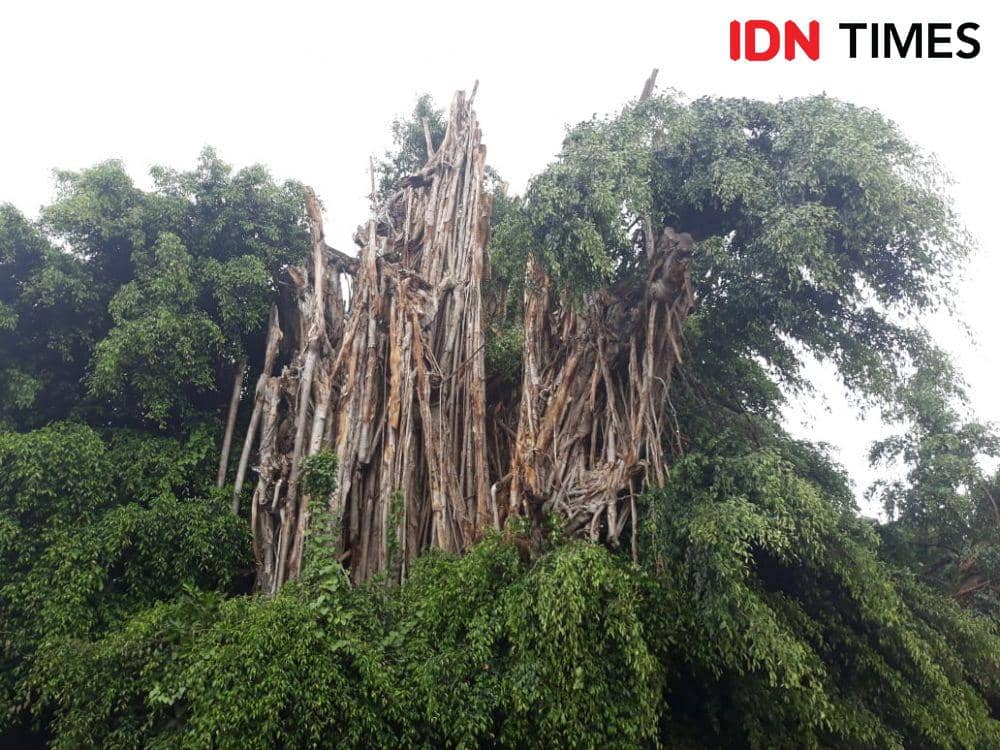 IDN Times/Imam Rosidin