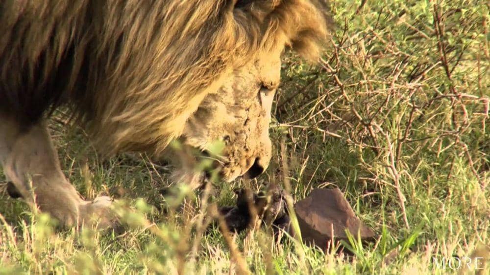 youtube.com/MORE Lodges & Hotels