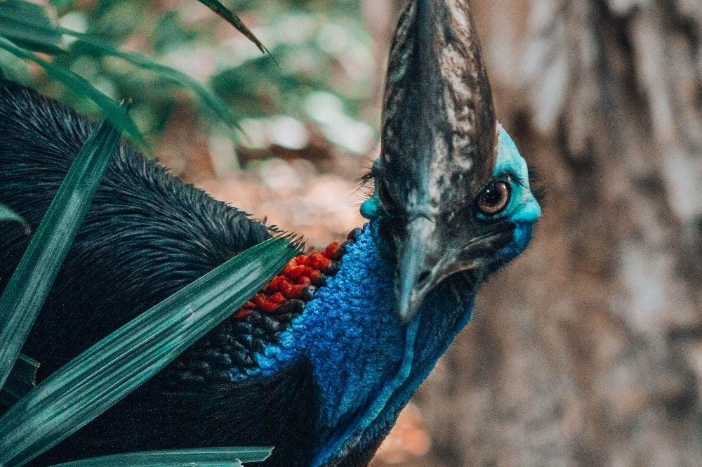 Unsplash/gillesrollandmonnet