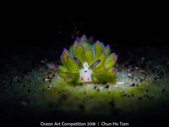 16 Foto Terbaik Underwater Photography Competition yang Begitu Menawan