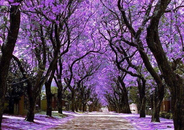 Thejacarandas.co.za