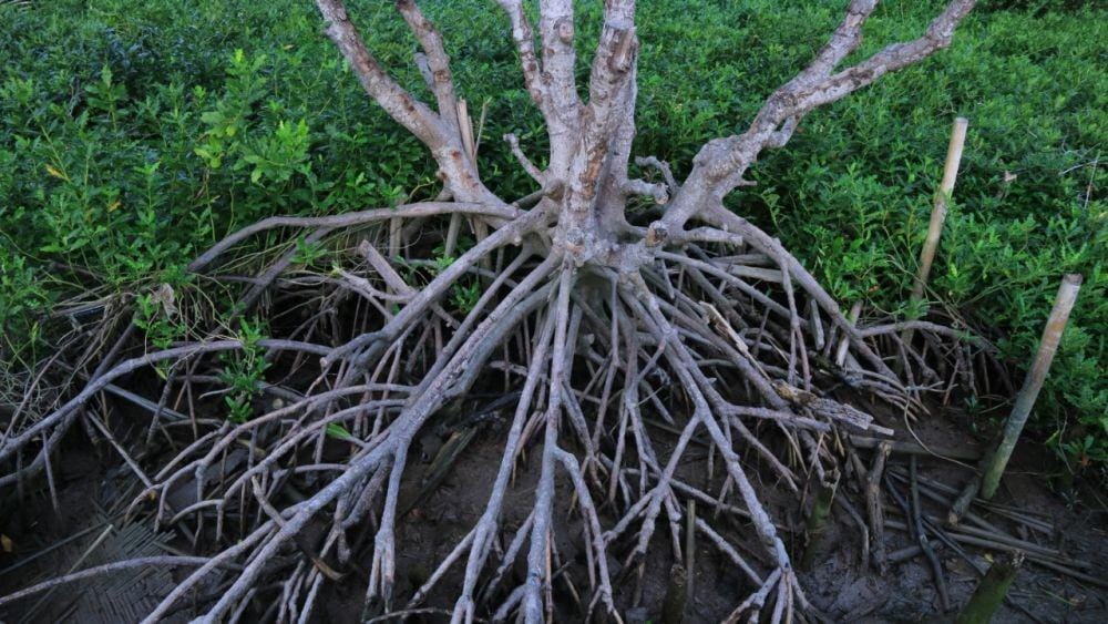 IDN Times/Masdalena Napitupulu