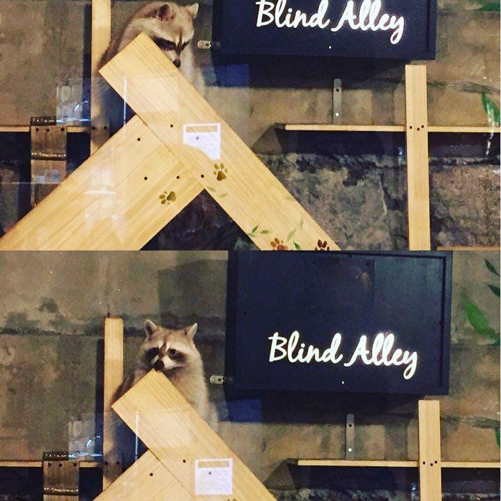 instagram.com/raccoon_cafe_blind_alley