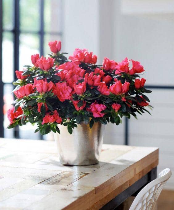 nature-and-garden.com