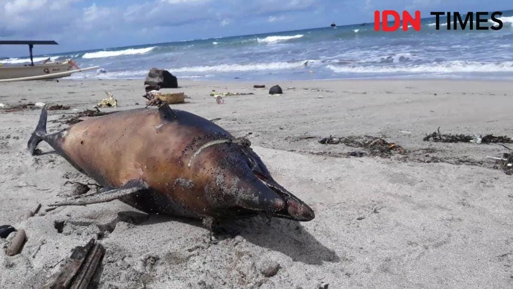 IDN Times/Imam Rosidin