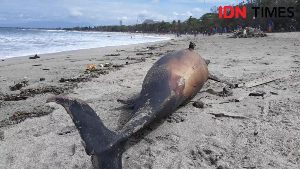 IDN Times/Imam Rosidin