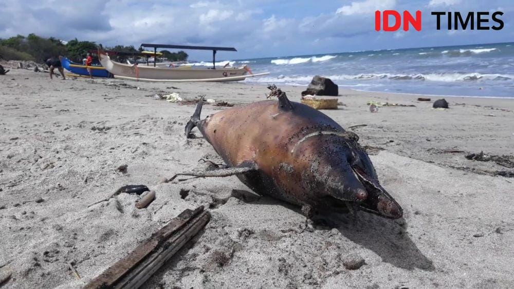 IDN Times/Imam Rosidin