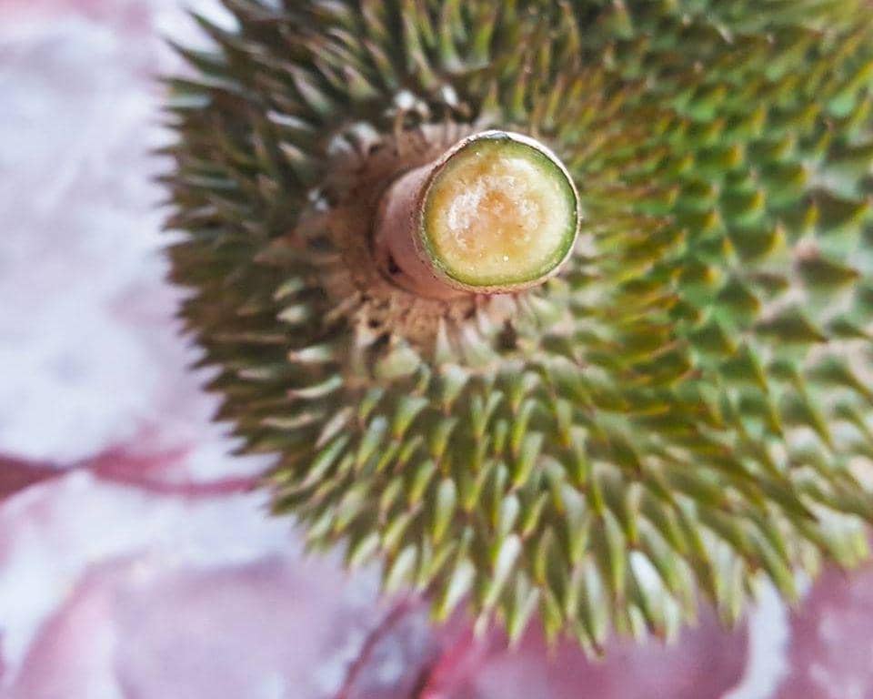 facebook.com/sauchincay