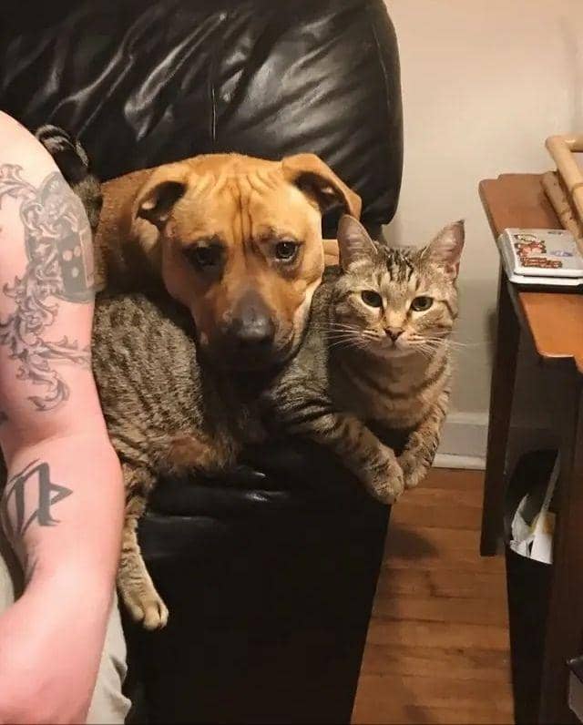 Reddit.com/shelbobaginses