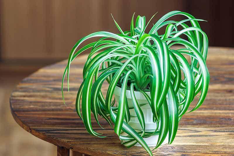 greenandvibrant.com