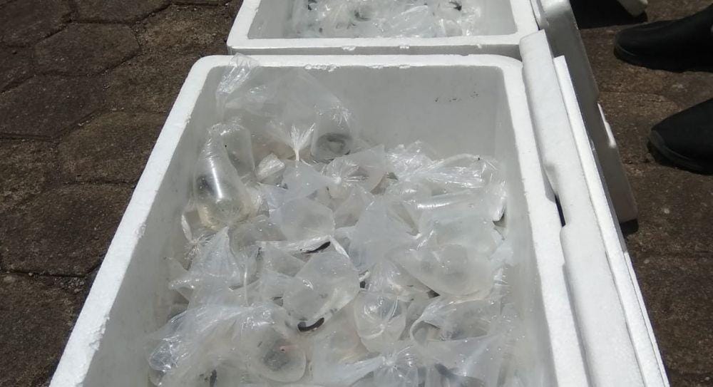 IDN Times/Ronaldirwan