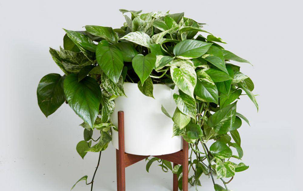 theurbanlist.com